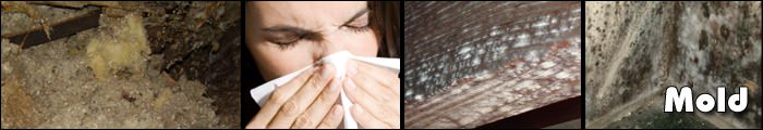 Home Mold in UT, ID, and WY, including Ogden, Salt Lake City & Provo.