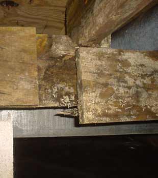 Extensive basement rot found in Idaho Falls by Utah Basement Systems