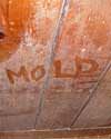 The word mold written with a finger on a moldy wood wall in Sandy