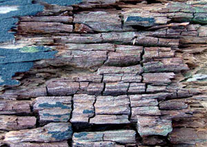 Dry rot damaging wood in American Fork