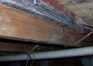 Rotting, decaying wood from mold damage in Rock Springs